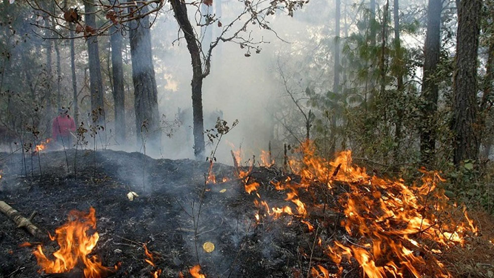Advierten por posibles incendios forestales ante onda de calor