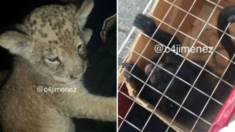 Aseguran en Tepito a cachorro león y un mono araña