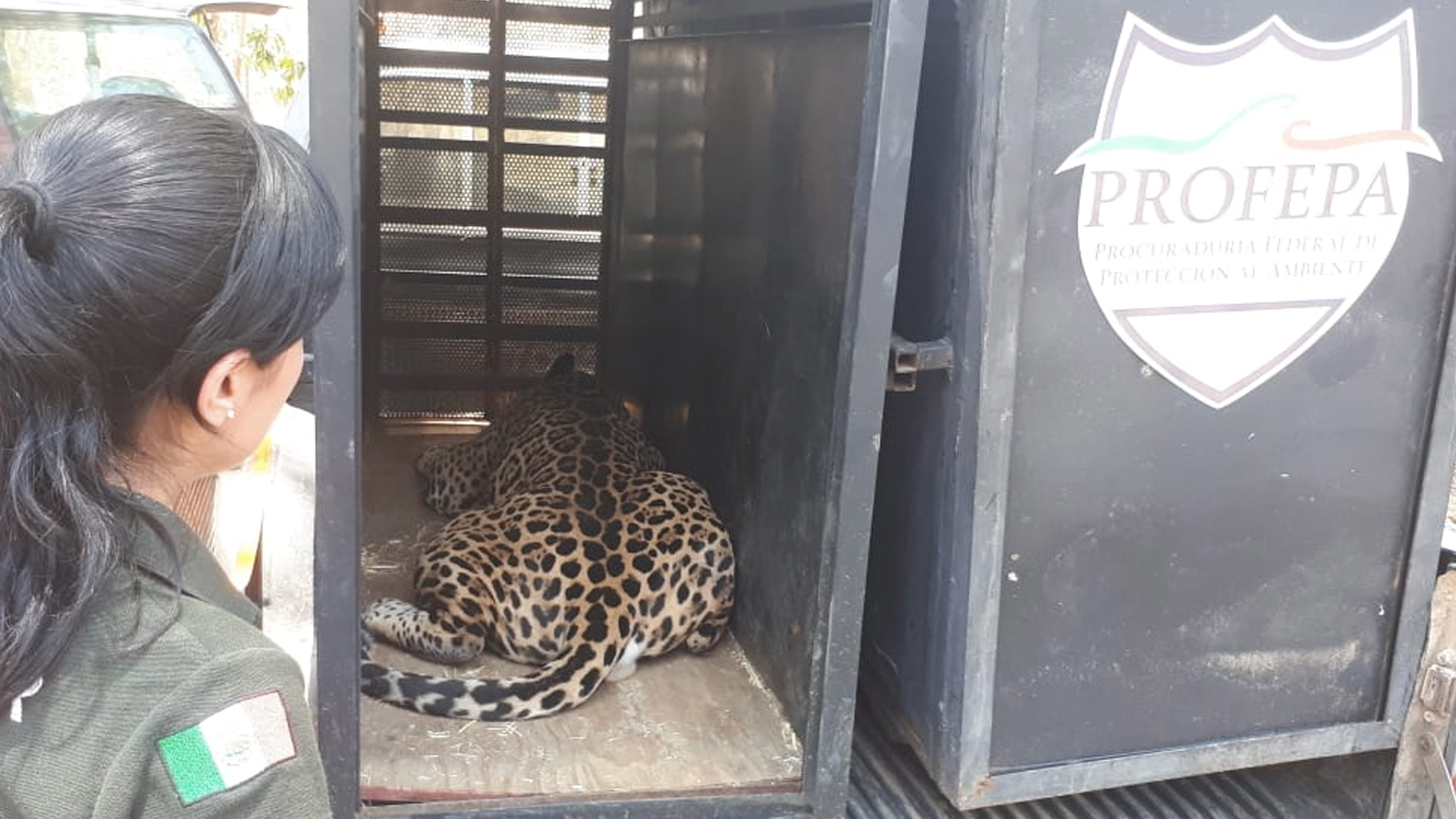 Profepa traslada a dos jaguares a reserva