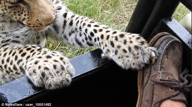 #Video Leopardo rasguña bota de turista durante recorrido en safari - leopardo-2