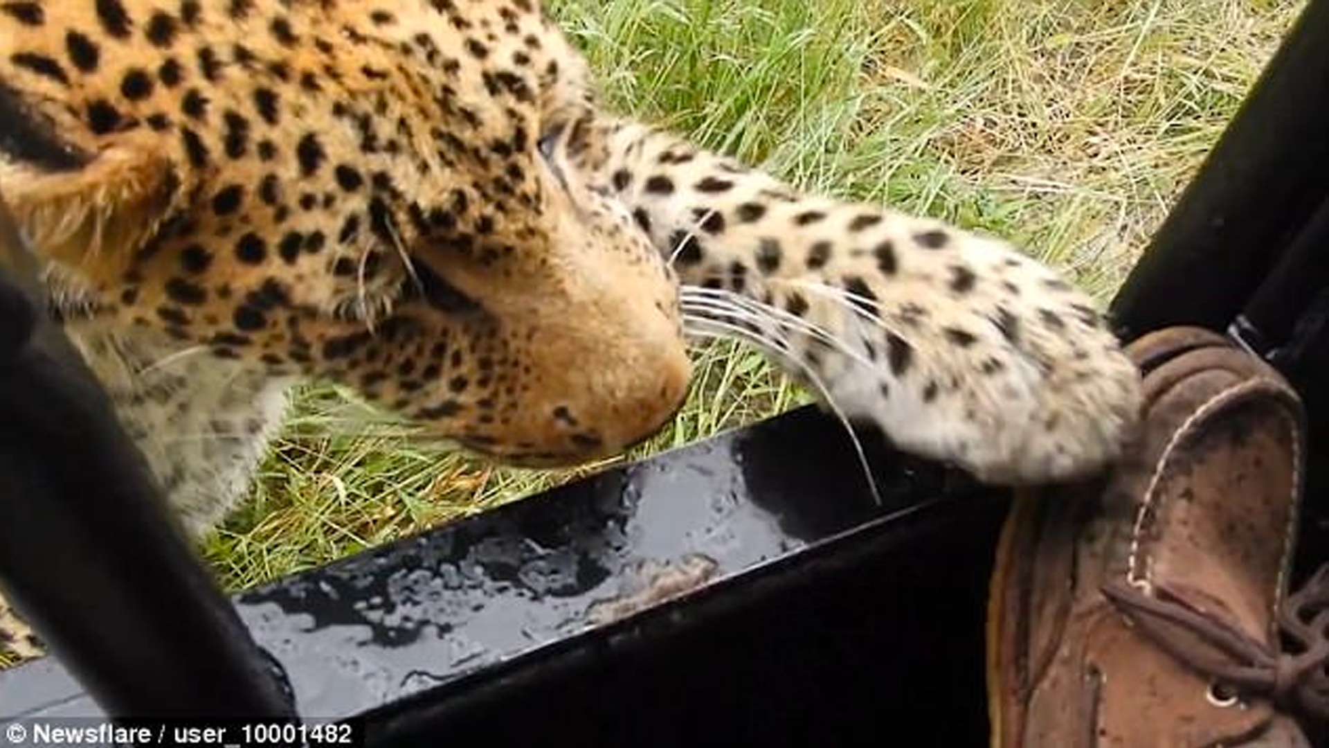 #Video Leopardo rasguña bota de turista durante recorrido en safari