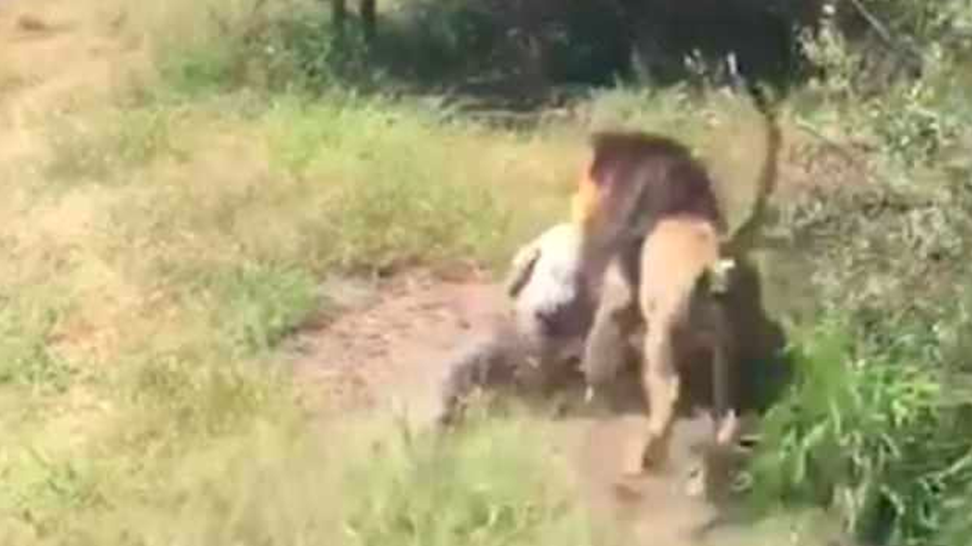 #Video León ataca a dueño de parque de vida salvaje en Sudáfrica