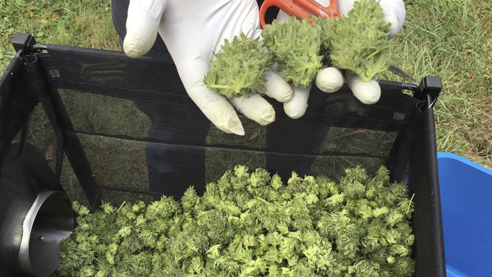 Hospitalizan a 25 tras consumir mariguana sintética en Nueva York