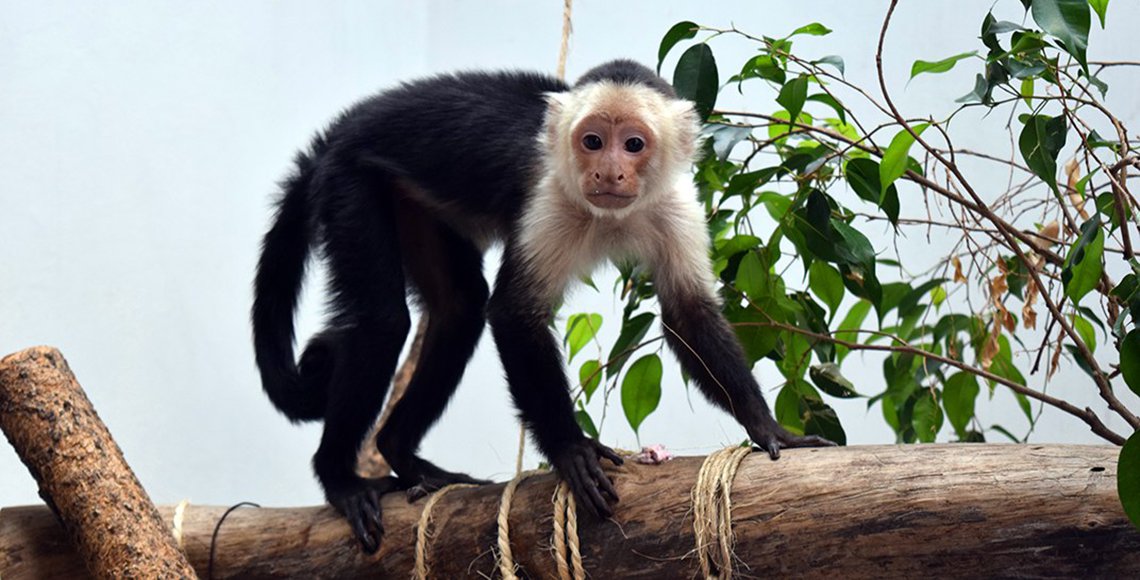 El mono capuchino se recupera favorablemente - mono-capuchino-100518-foto-sedema-actualizacion-del-estado-del-mono-capuchino-1