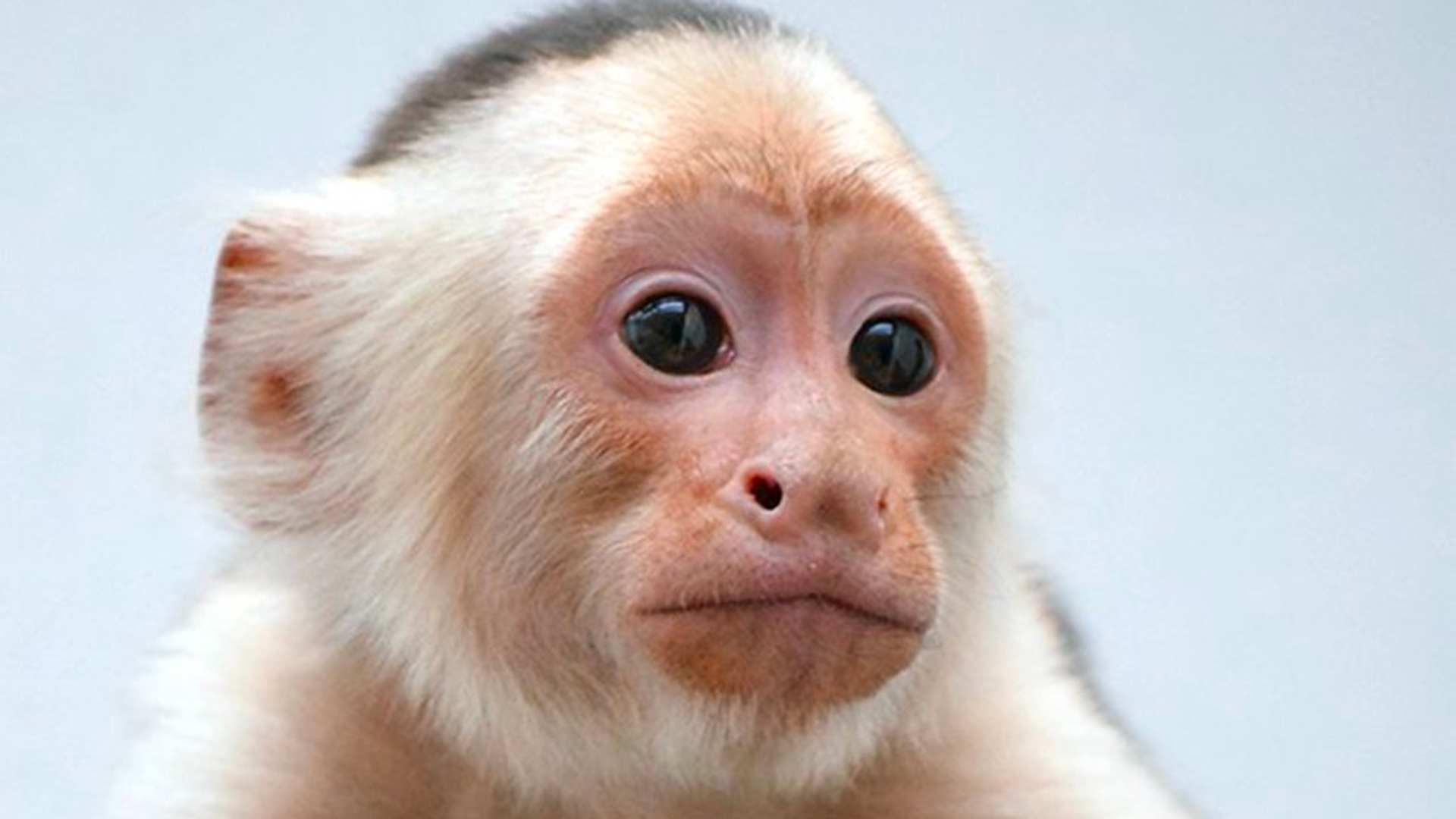 Mono capuchino de Reforma permanecerá en Zoológico de Chapultepec