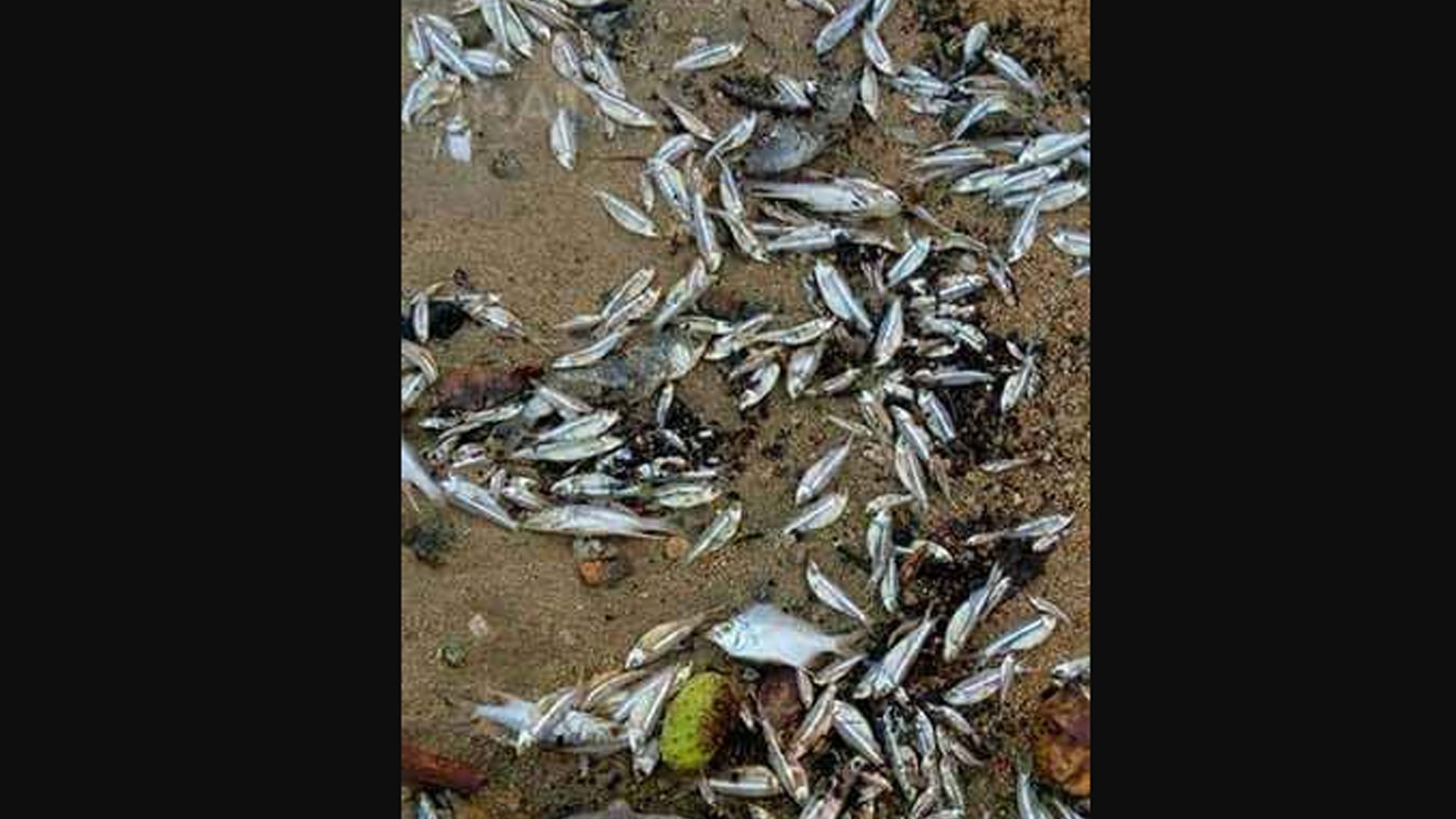 Reportan muerte de miles de peces en Oaxaca