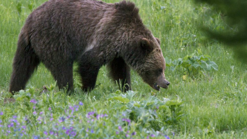 Aprueba Trump legislación para cazar osos con donas y tocino en EE.UU. - oso-grizzly