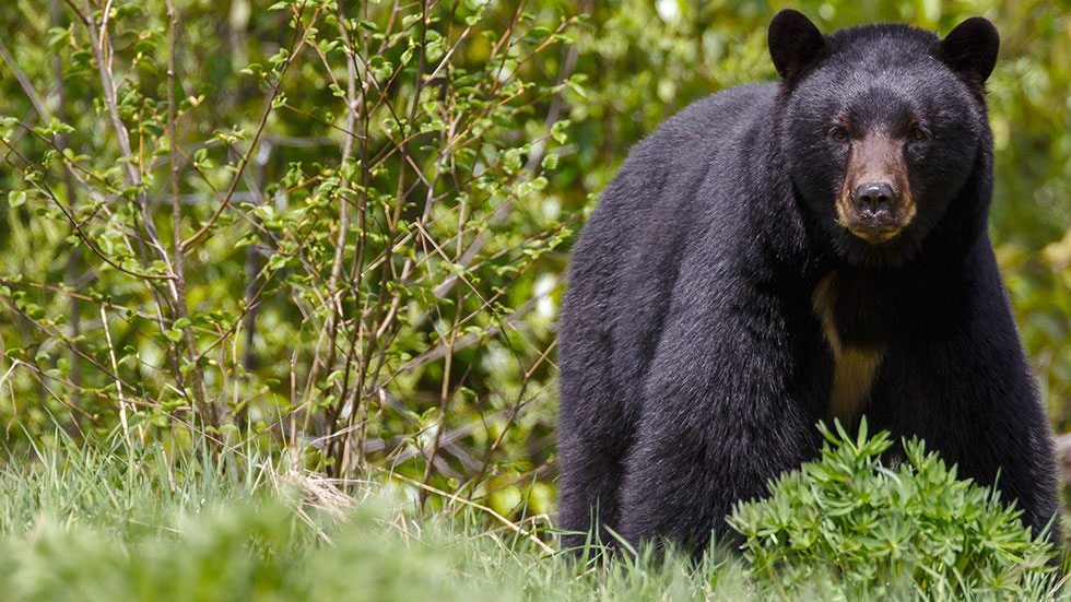 #Video Oso mata a taxista que intentó tomarse una selfie con él