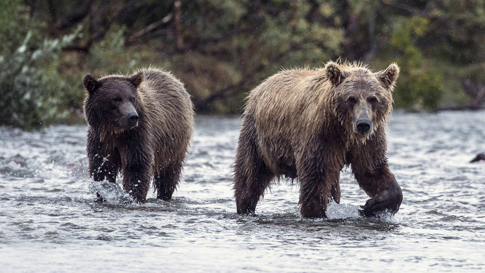 Aprueba Trump legislación para cazar osos con donas y tocino en EE.UU.