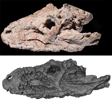 En Brasil encuentran fósil de nuevo reptil - pagosvenator-candelariensis2