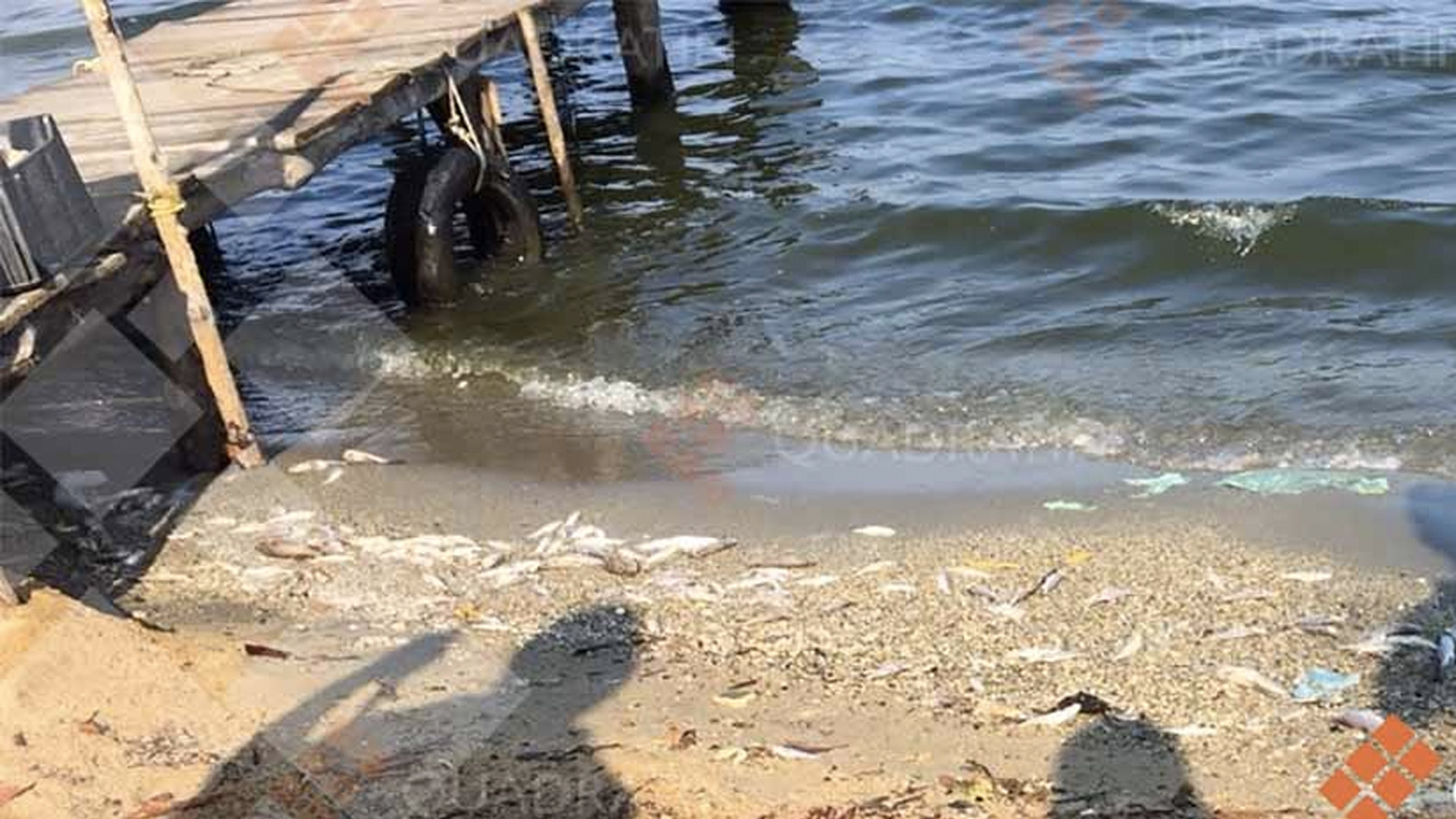 Reportan muerte de miles de peces en Oaxaca - peces