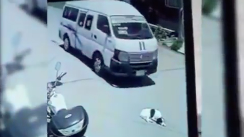 #Video Chofer de combi atropella intencionalmente a perro en Puebla