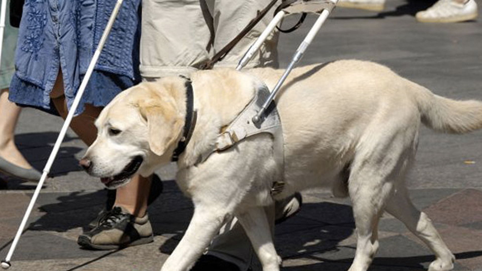 Perros guía podrán entrar a cualquier lugar público de la Ciudad de México