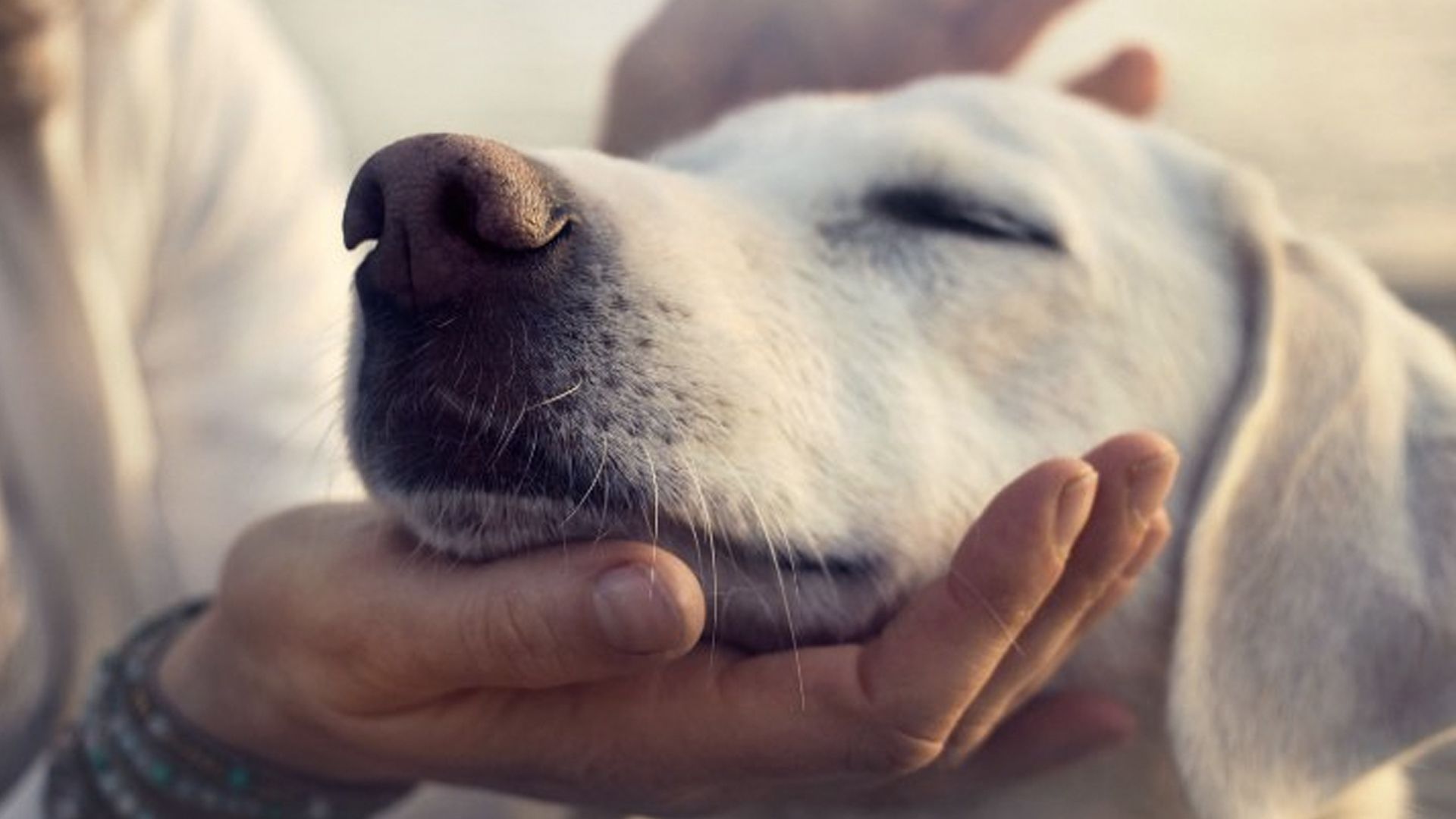 Aumenta el envenenamiento de perros y el robo a viviendas en Puebla