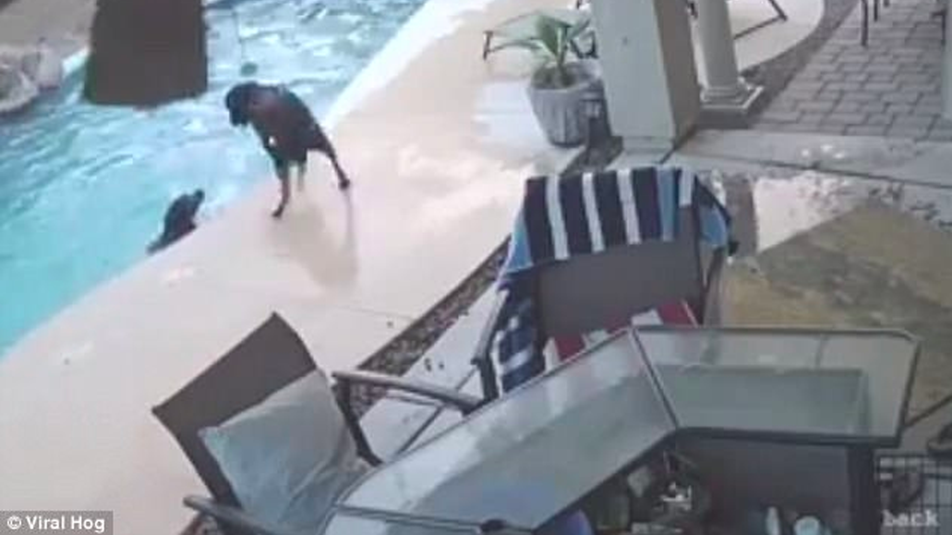 #Video Perro salva a otro can de ahogarse en alberca