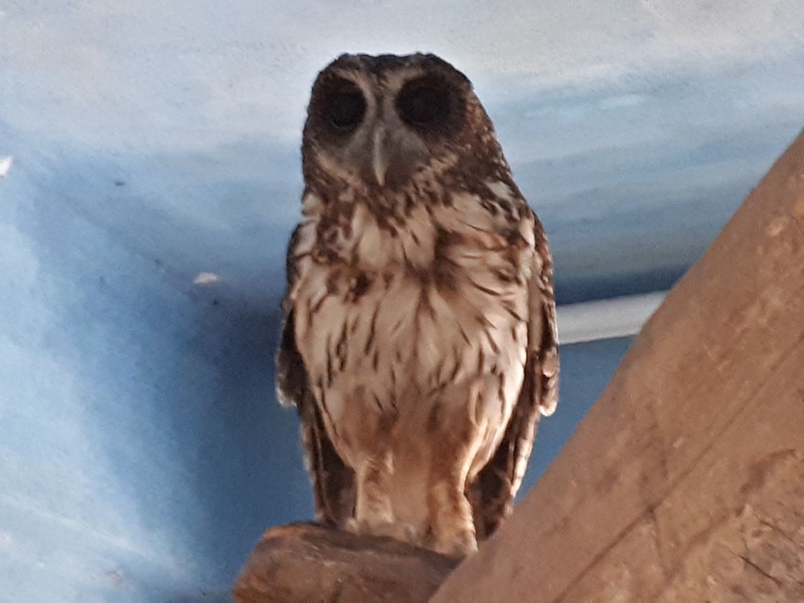 Aseguran 54 animales de Zoológico de Puerto Vallarta por maltrato - puerto-vallarta-zoologico-buho