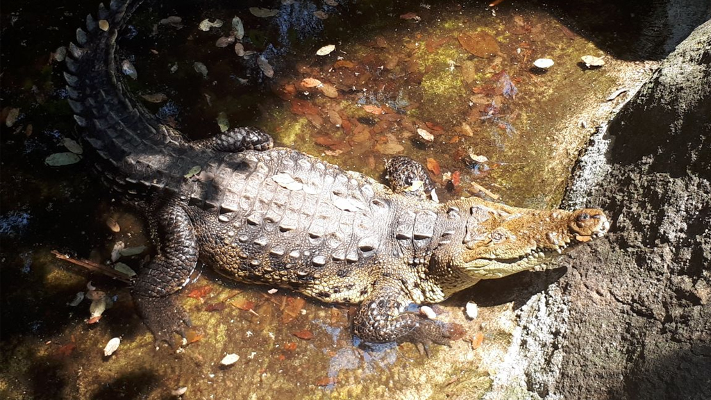 Aseguran 54 animales de Zoológico de Puerto Vallarta por maltrato - puerto-vallarta-zoologico-cocodrilo