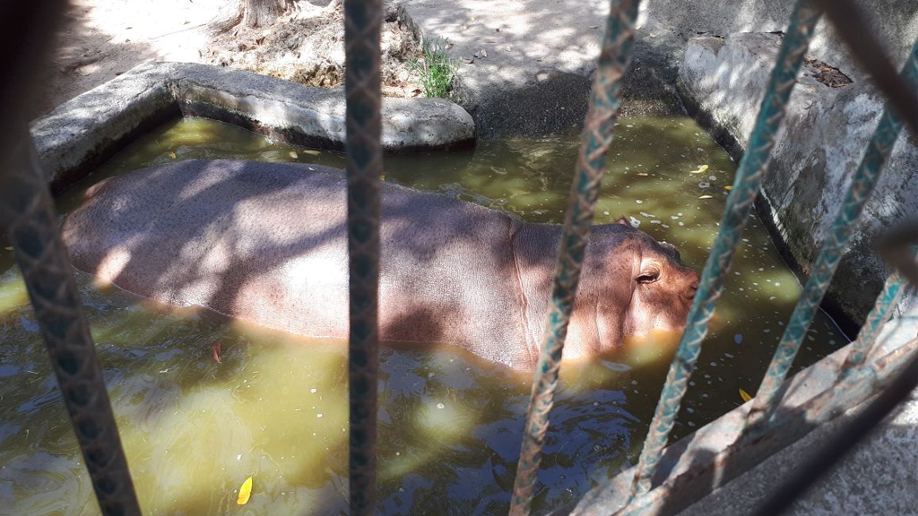 Aseguran 54 animales de Zoológico de Puerto Vallarta por maltrato - puerto-vallarta-zoologico-hipopotamo