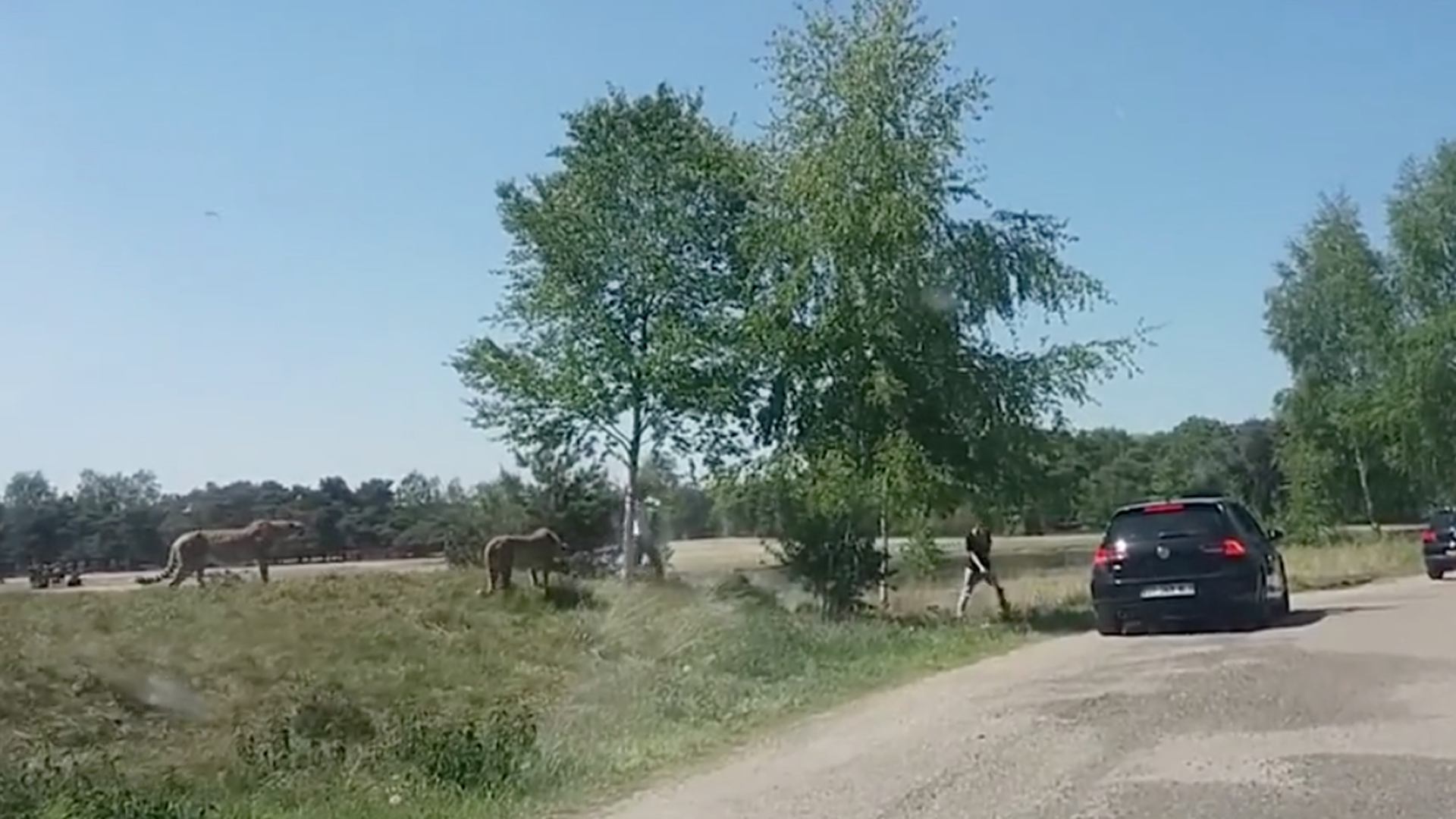 #Video Guepardos persiguen a familia en parque safari