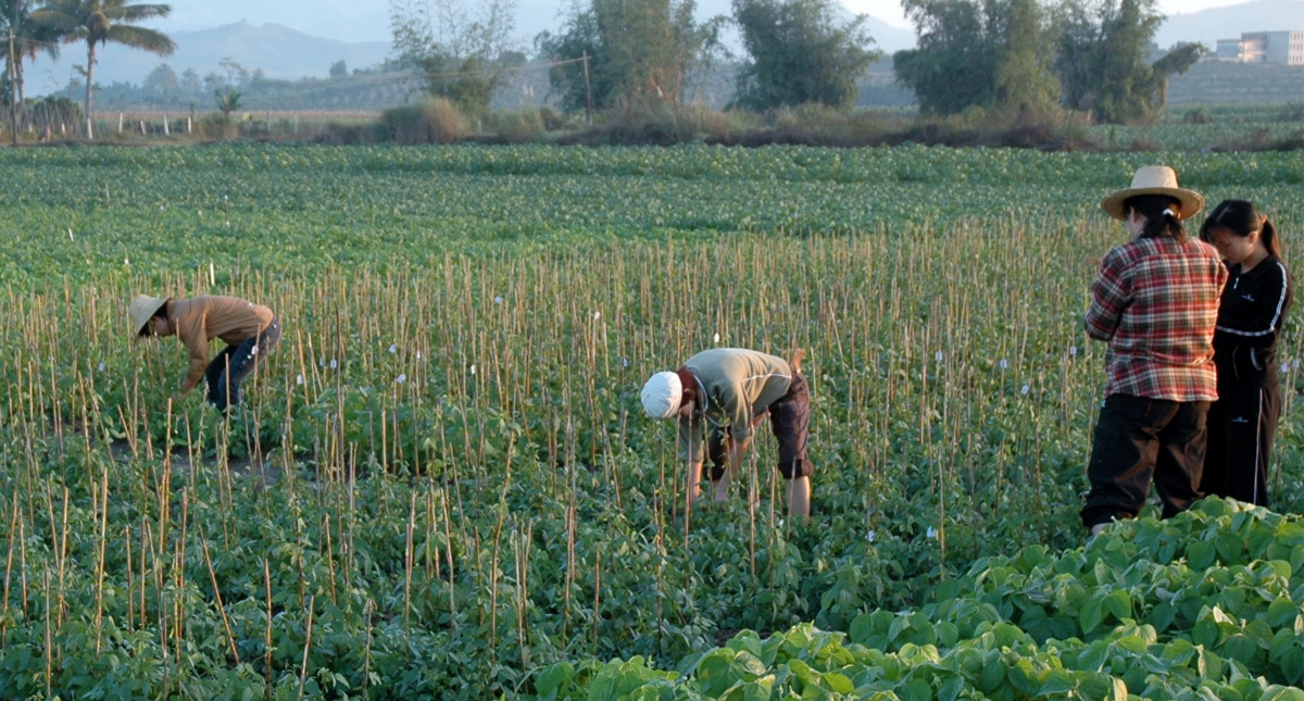 China disminuye compra de soya de EE.UU. ante amenaza arancelaria
