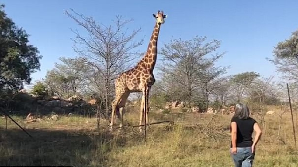 #Video Mujer confronta al animal que mató a su esposo