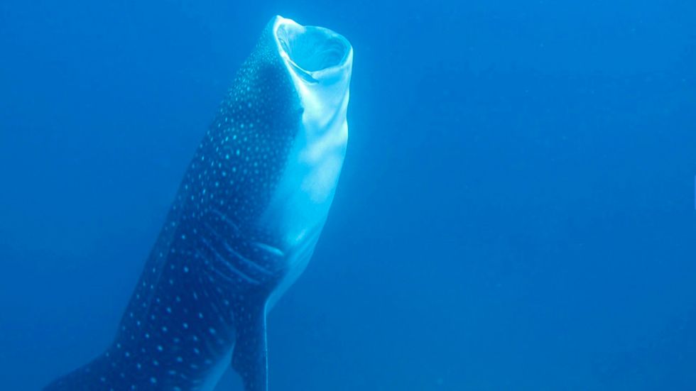 La misteriosa migración de los tiburones ballena - tiburon-ballena-2