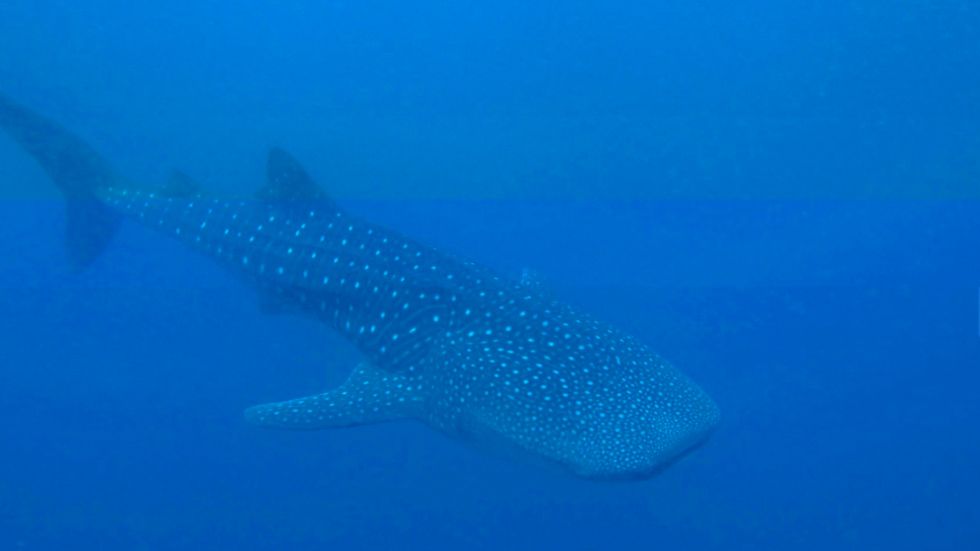 La misteriosa migración de los tiburones ballena - tiburon-ballena-3