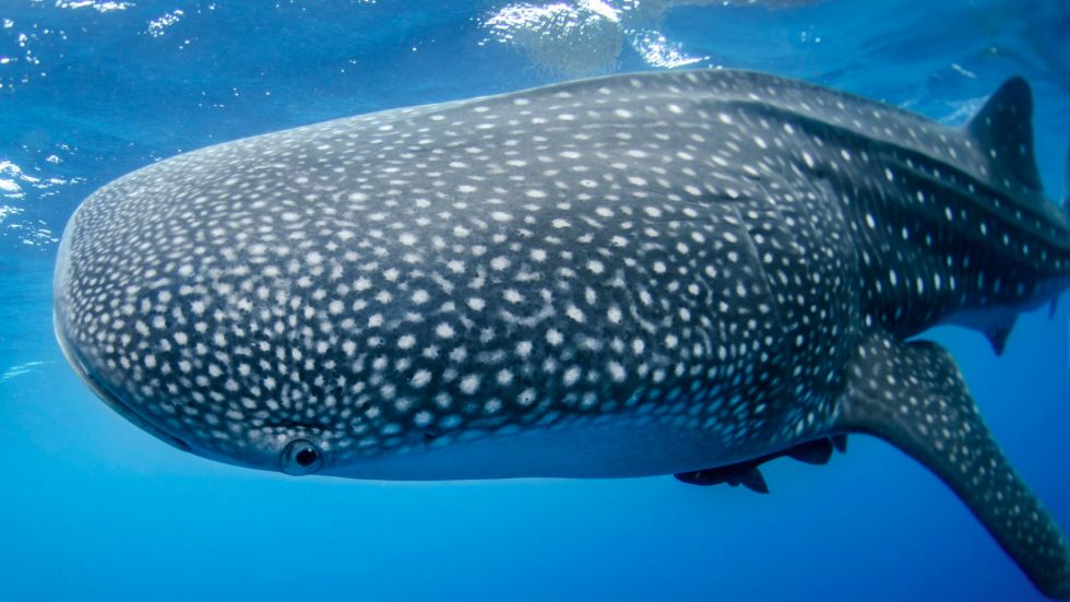 La misteriosa migración de los tiburones ballena