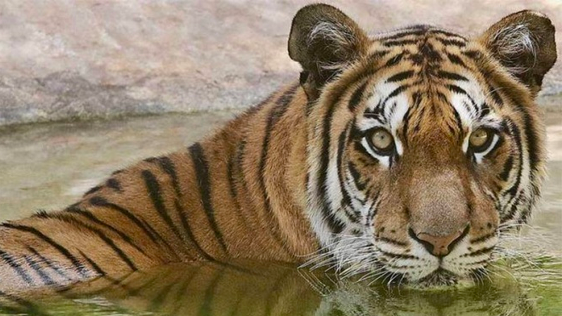 Tigre mata a cuidador en zoológico de China