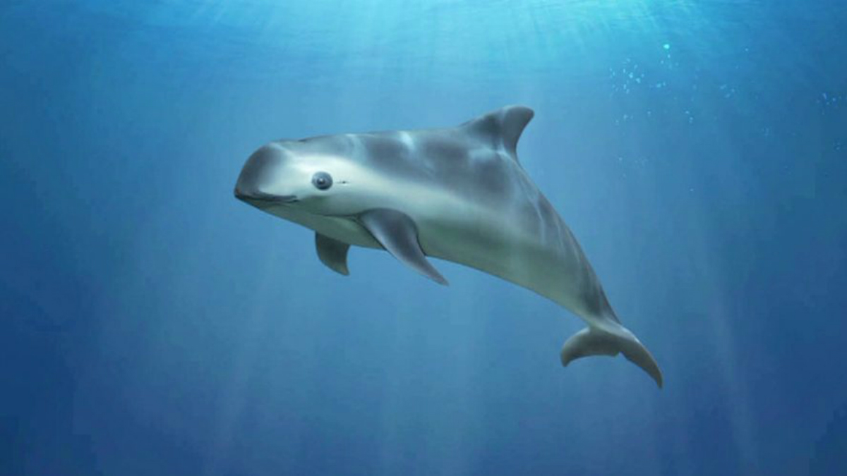 Clonación podría salvar a la vaquita marina