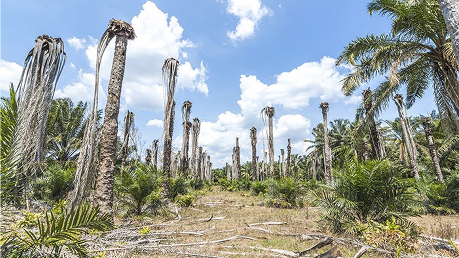 Los riesgos del uso del aceite de palma - aceite-de-palma-1