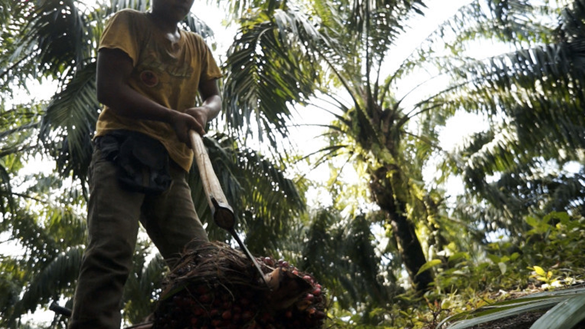 Los riesgos del uso del aceite de palma - aceite-de-palma