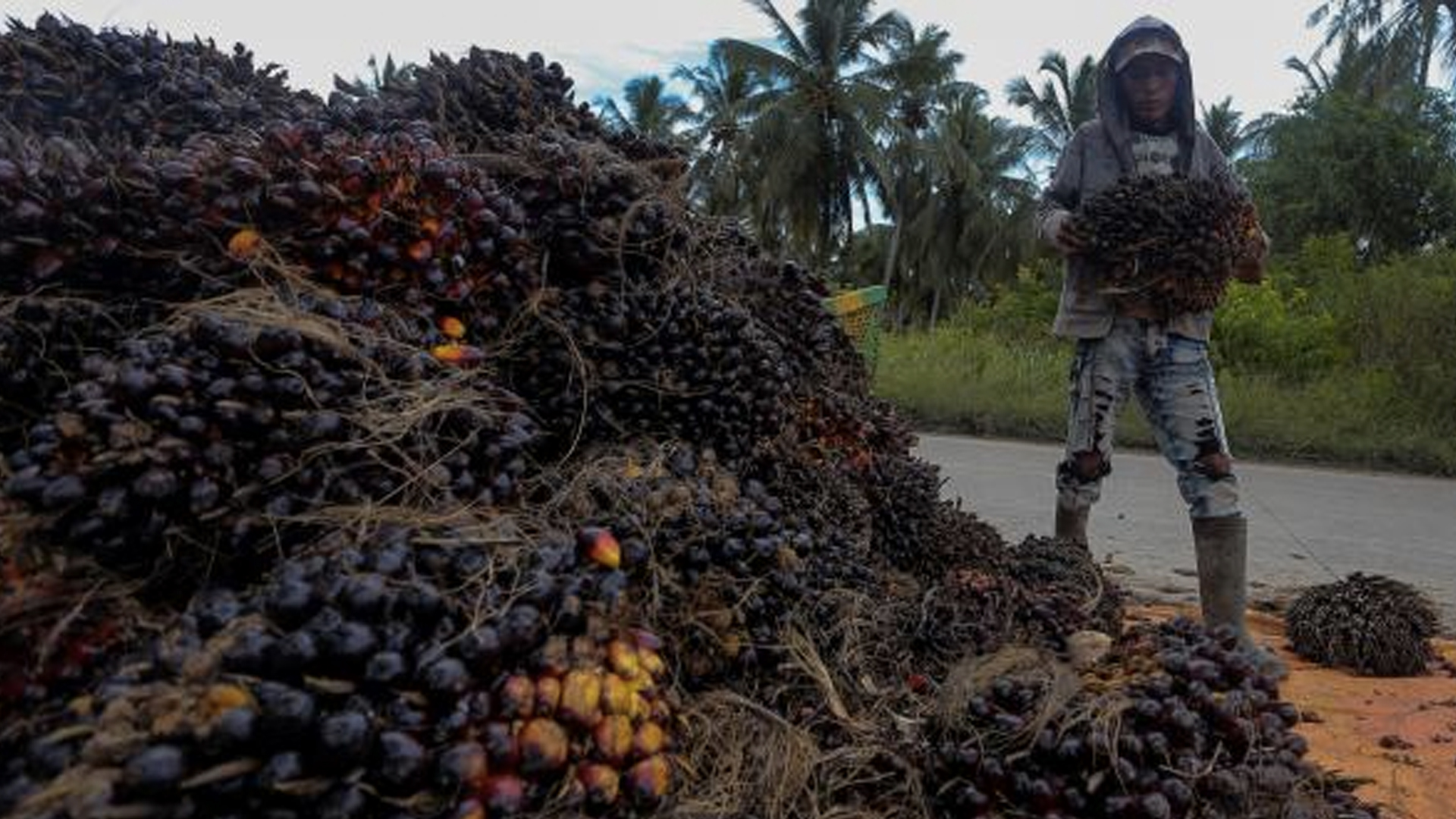 Los riesgos del uso del aceite de palma