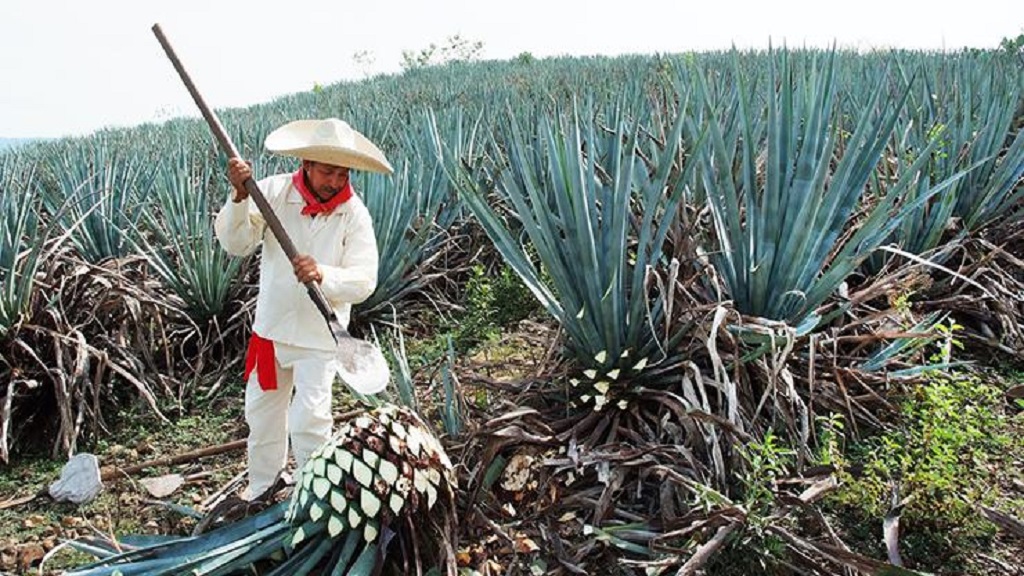 Investigadores tratan la cirrosis hepática con azúcar de agave