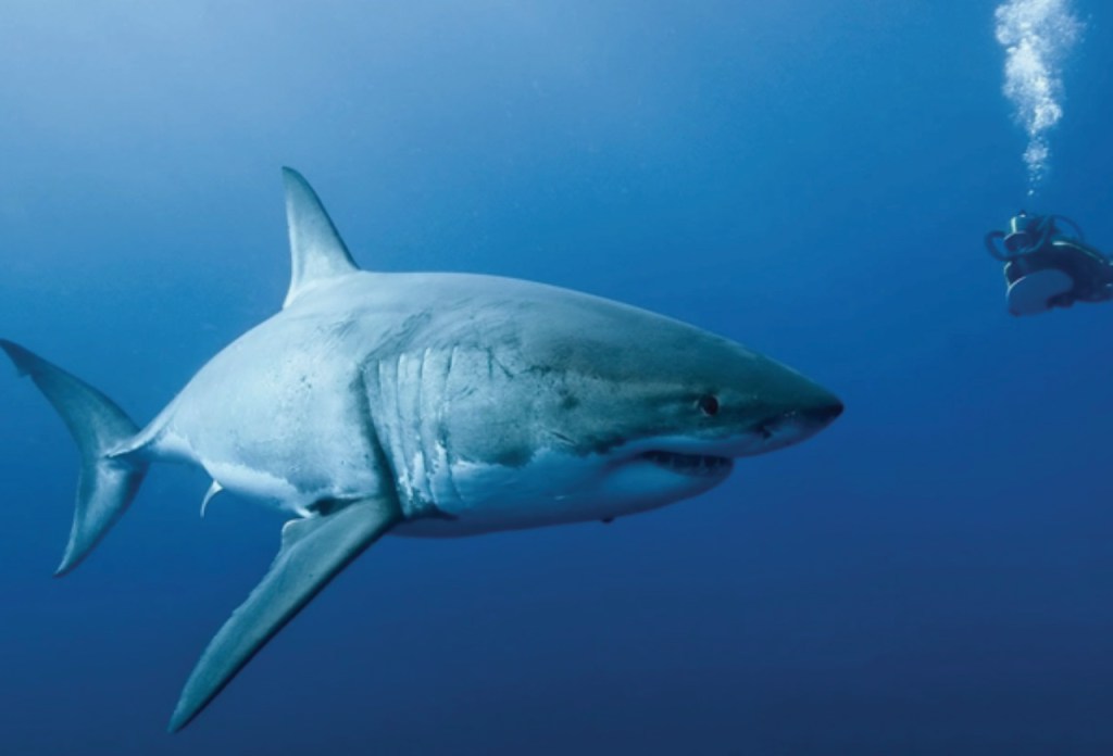 Diez animales en peligro de extinción - animales-galeria03