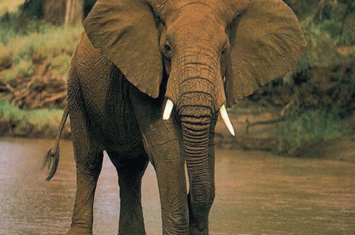 Diez animales en peligro de extinción