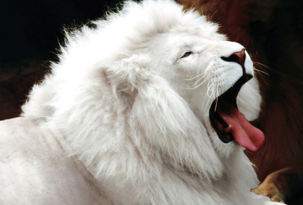 Diez animales en peligro de extinción - animales-galeria09