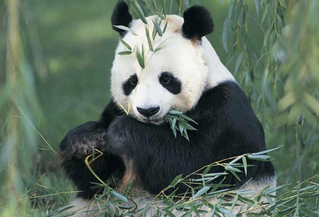 Diez animales en peligro de extinción - animales-galeria10