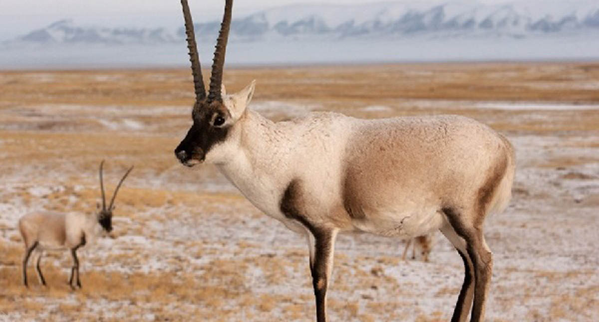 Conozca los objetos prohibidos para ir al extranjero - antilope-tibetano