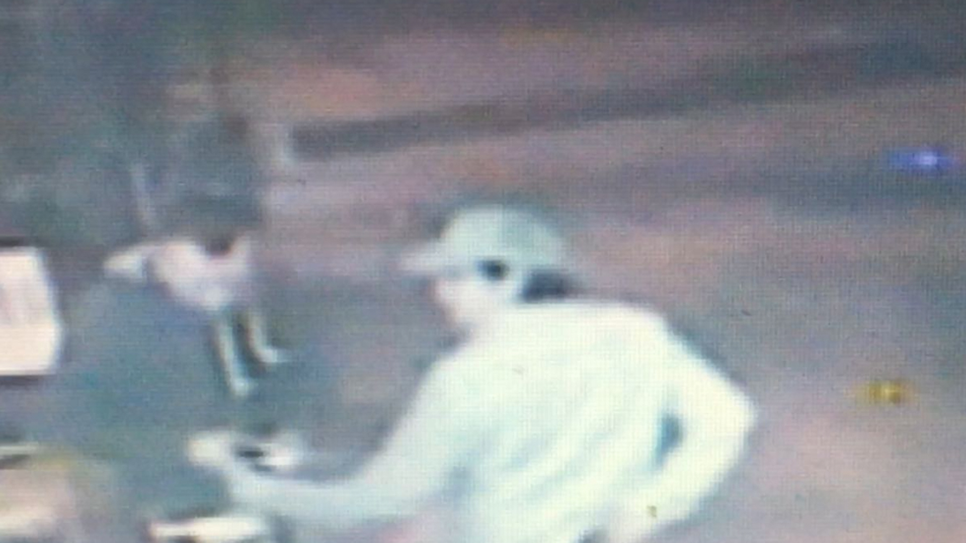 #Video Asaltan a comensales en restaurante de la colonia Narvarte