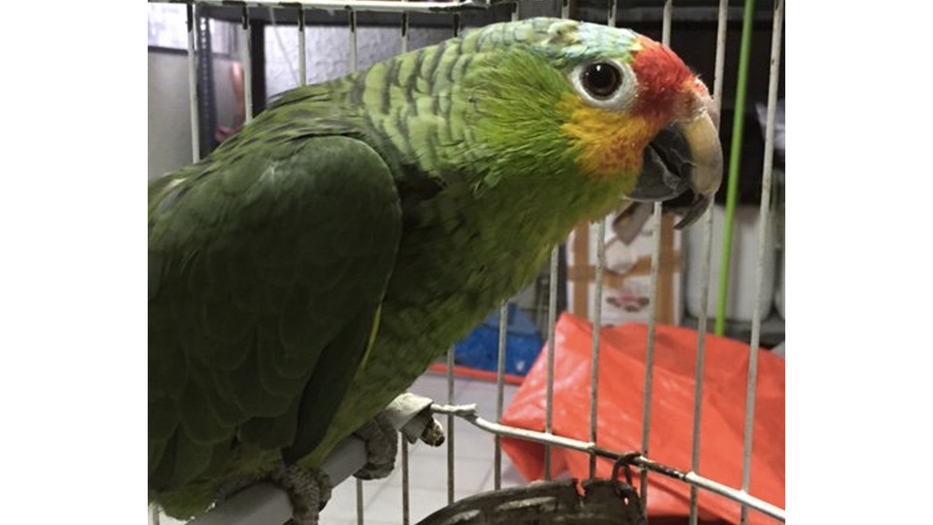 Rescatan aves en Los Reyes, La Paz