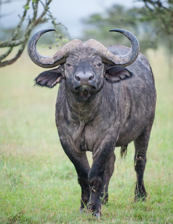 Los animales más peligrosos del mundo - bufalo