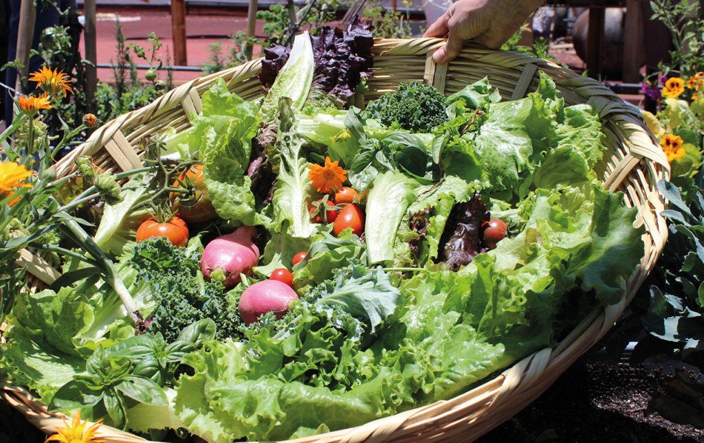 Dieta baja en emisiones - canasta-lechuga