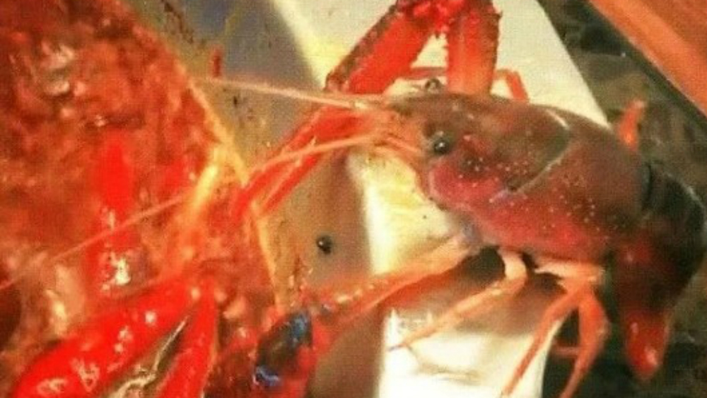 #Video Cangrejo se corta pinza para escapar de olla hirviendo