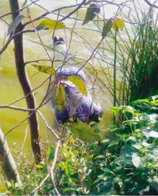 Encuentran cadáver encintado en Tláhuac - captura-de-pantalla-2018-06-26-a-las-114751