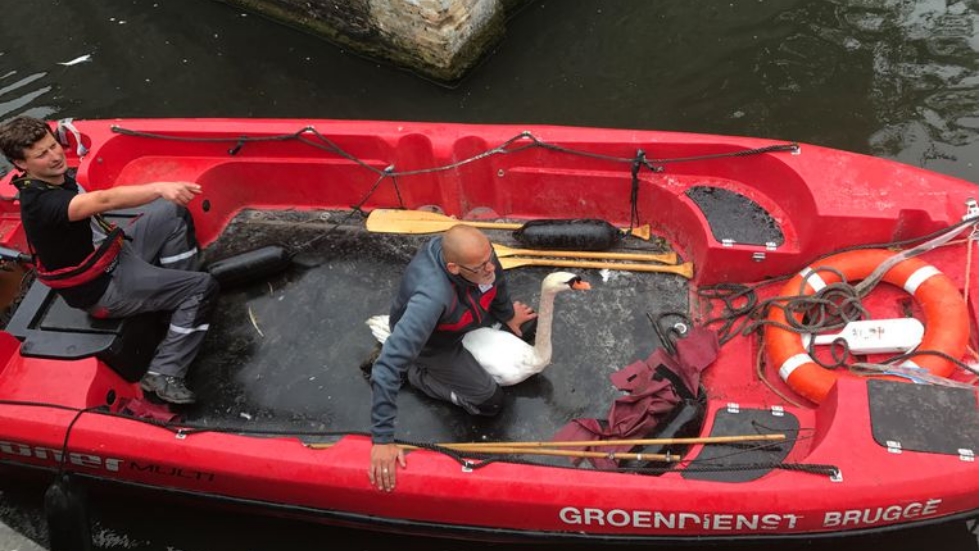 #Video Así rescataron a cisnes de un río contaminado en Bélgica
