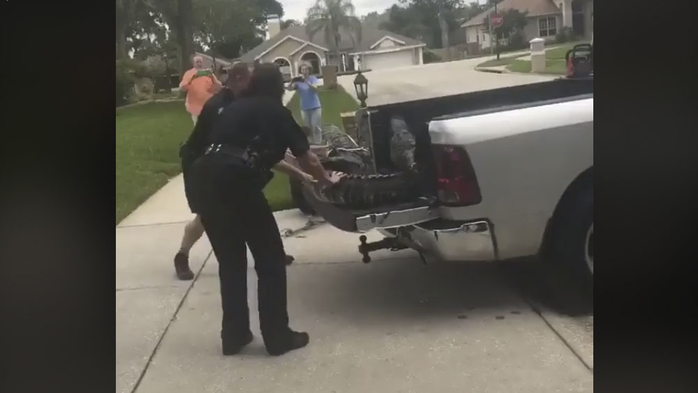 #Video Cocodrilo noquea a cazador en EE.UU.