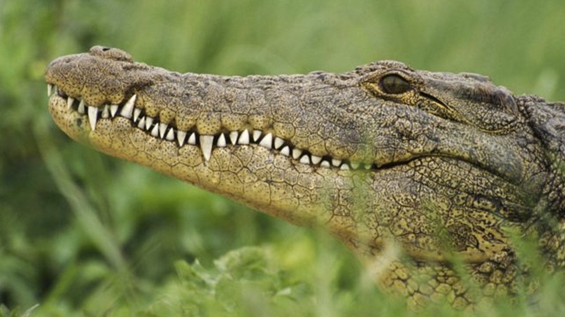 Cocodrilo mata a pastor durante bautizo en lago