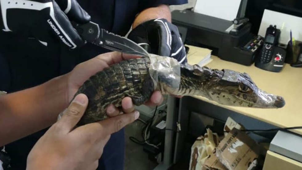 Rescatan a dos cocodrilos en la Central del Norte - cocodrilos-central-de-autobuses-del-norte-2