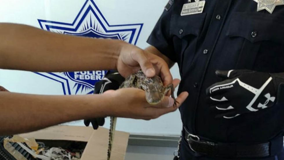 Rescatan a dos cocodrilos en la Central del Norte Rescatan a dos cocodrilos en la Central del Norte